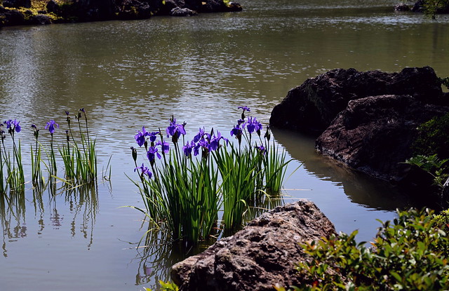 Shallow water Irises