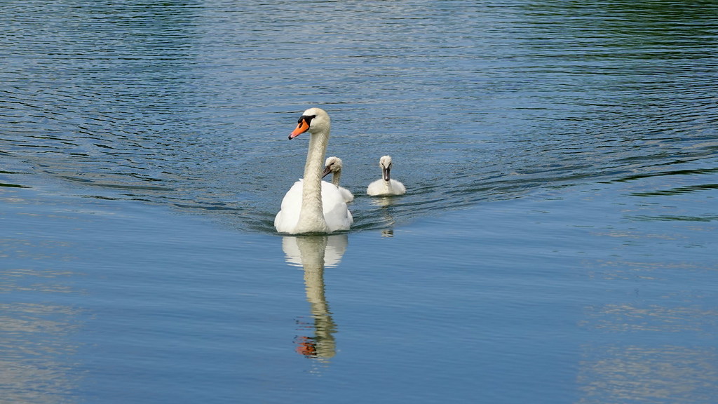Schwan und Küken - Swan and Chicks