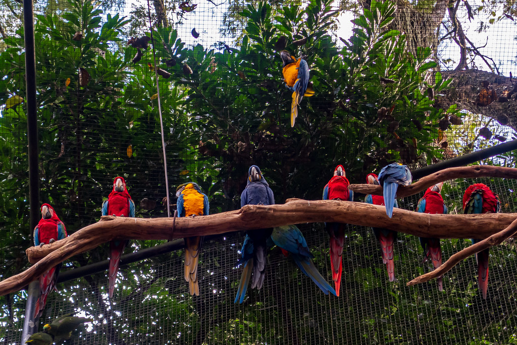 Brazil 086 - Parque das Aves - Macaws