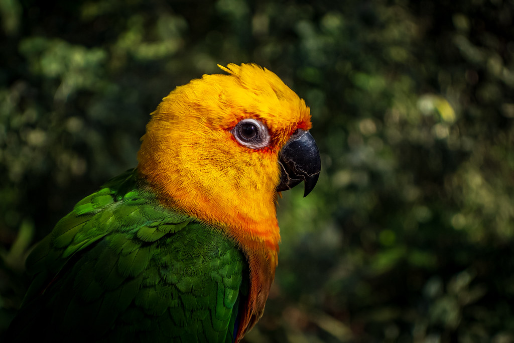 Brazil 078 - Parque das Aves - Parrot
