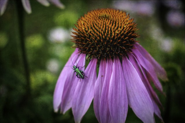 Coneflower with visitor