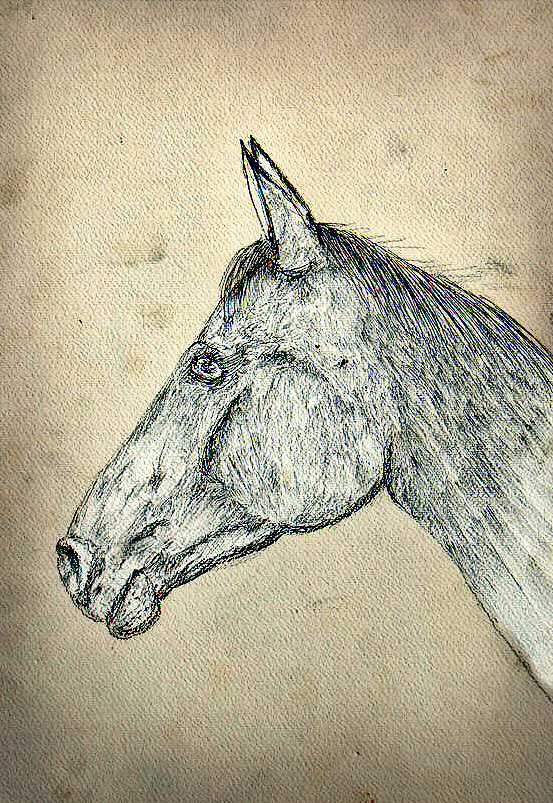 Sketch horse