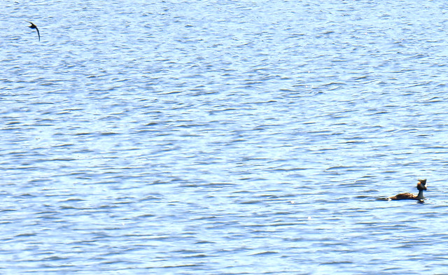 Swift and Great crested grebe, Podiceps cristatus, Skäggdopping