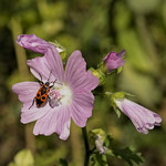 firebug (Pyrrhocoris apterus)