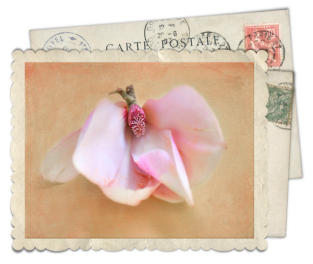 Delicate Magnolia Blossom Vintage Card