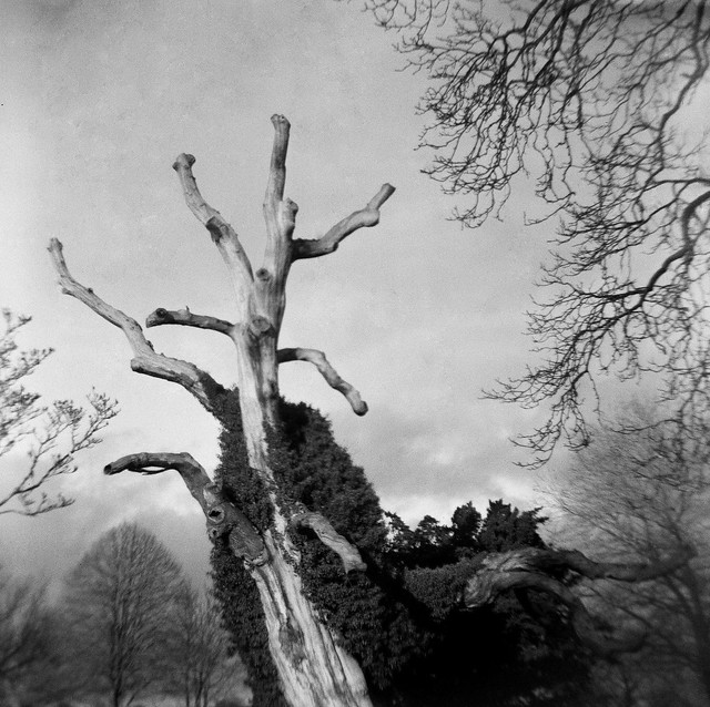 Dead Tree with Grandad's Camera