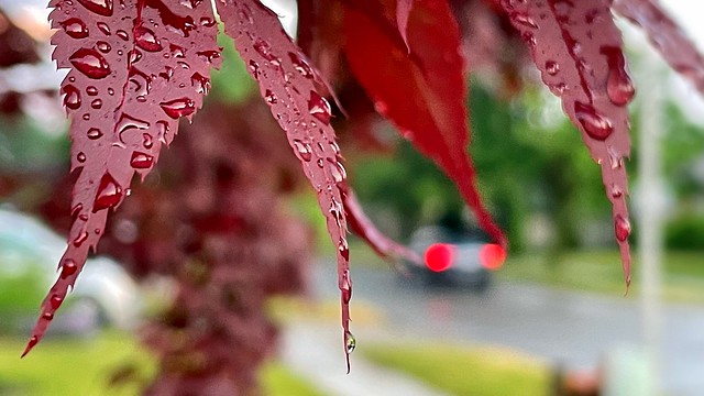 Gentle Rain