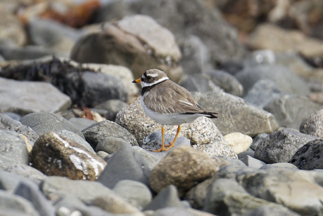 Cooley Ringed Plover