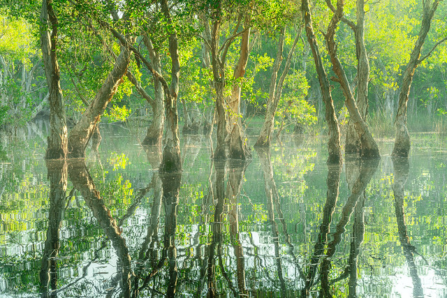 Swampy Forest