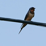 barn swallow Barn swallow (Hirundo rustica)

A day on Tangier Island, Virginia, in the Chesapeake Bay.