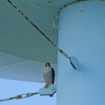 peregrine 2 We were told that peregrine falcons were nesting on the water tower. We never saw a nest, but we did see a peregrine (Falco peregrinus).

A day on Tangier Island, Virginia, in the Chesapeake Bay.