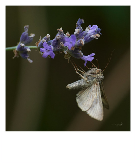 vlinder op Lavendel in eigen tuin