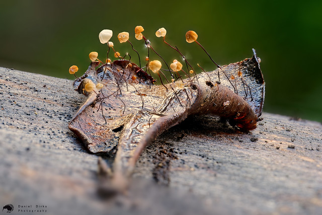 Tiny fungi