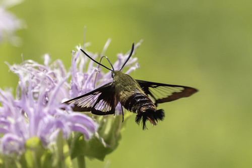 HUMMINGBIRD CLEARWING, caesarcreekstatepark hummingbirdclearwing moths ohio warrencounty waynesville