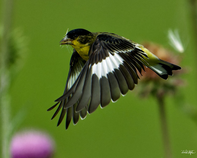 Lesser Goldfinch Flies Between Thistle Blooms