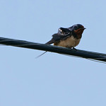 barn swallow 2 Barn swallow (Hirundo rustica)

A day on Tangier Island, Virginia, in the Chesapeake Bay.