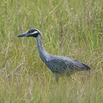 yellow-crowned night heron Yellow-crowned night heron (Nyctanassa violacea)

A day on Tangier Island, Virginia, in the Chesapeake Bay.