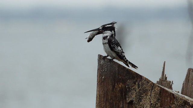 Pied Kingfisher with its catch on a cloudy day at Lake Naivasha - Kenya (low light photography)
