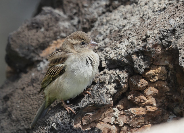 1DX33463 Female House Sparrow. Kāʻanapali, Maui Hawaii