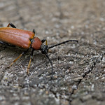 red-brown longhorn beetle (Stictoleptura rubra)