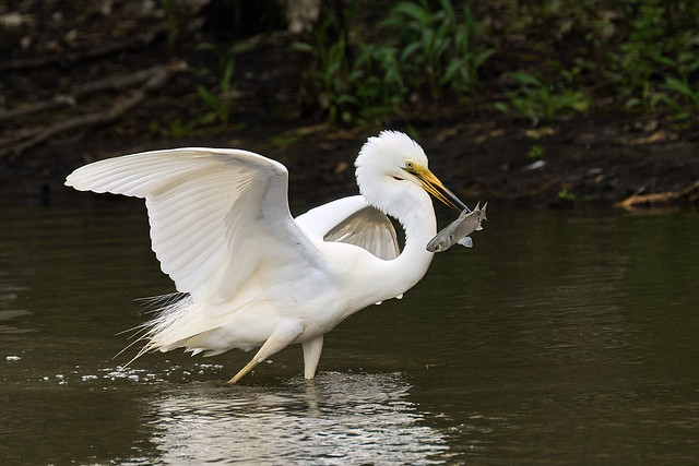 Great Egret gets his lunch. (Explore)