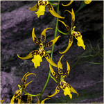 Denver Botanic Garden - Yellow Orchid 
