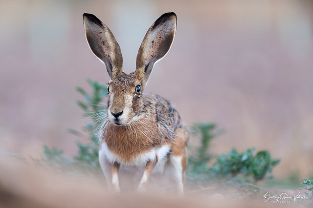 Liebre ibérica / Iberian hare (Lepus granatensis)