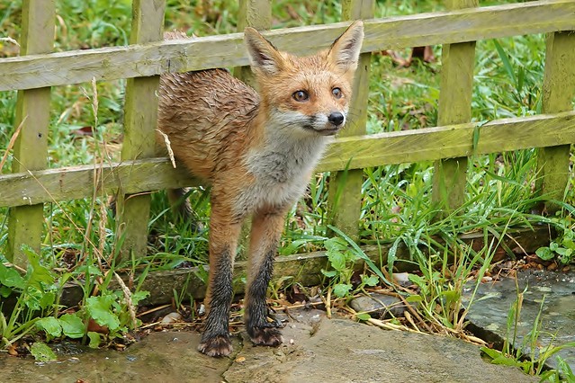 Damp fox cub