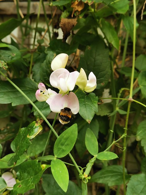 Bumblebee and Sweet pea in my garden 23-07-09 (03)