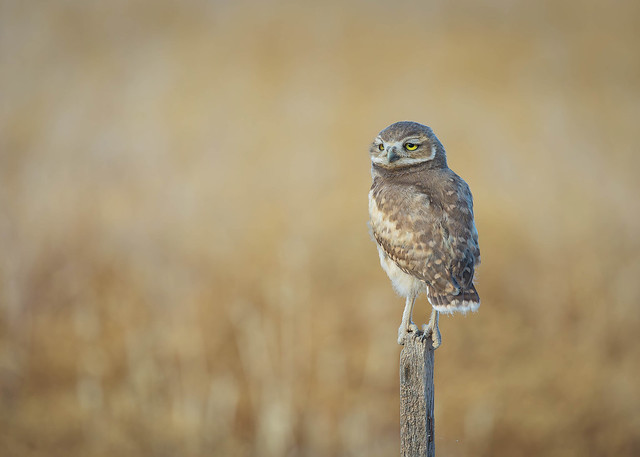 Burrowing owlet on a Perch