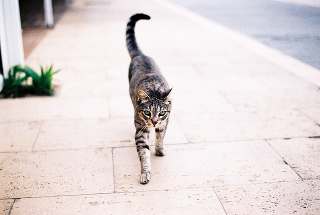 Cat on a walk.