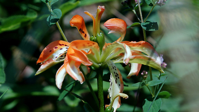 Die Tiger-Lilie (Lilium lancifolium)