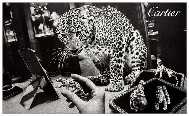 Panther Kâli in a multi-page ad for Cartier in the French magazine “Egoiste,” no. 14, vol. 1 (2000).