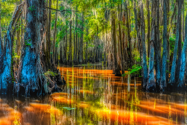 The irresistable charm of the Louisiana swamps