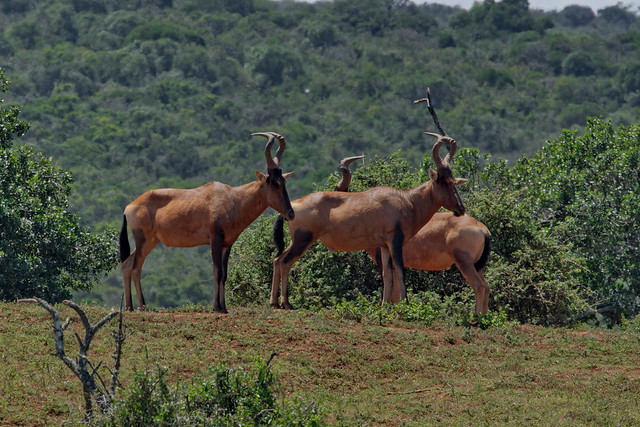 Каама, Южноафриканский конгони, Alcelaphus buselaphus caama, Red Hartebeest