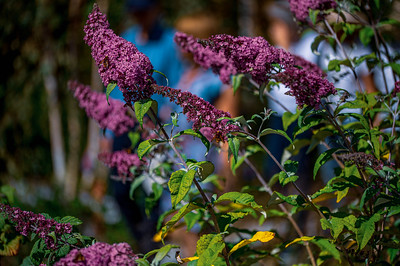Buddleja davidii - summer lilac, butterfly-bush, or orange eye