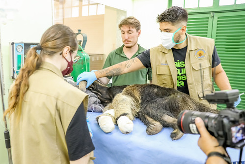 Zoológico de Brasília acolhe e reabilita animais atropelados no DF