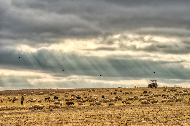 Herd of sheeps on the steppe