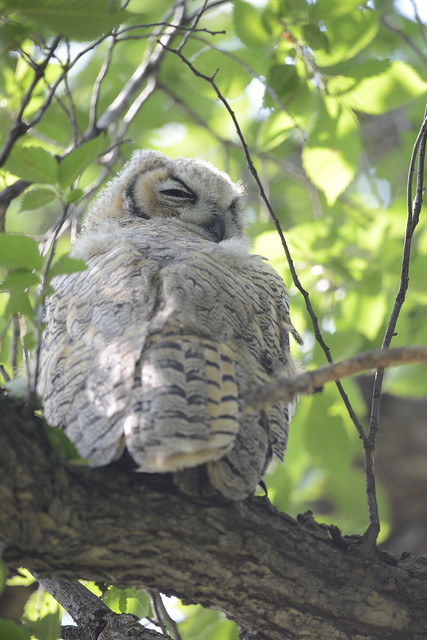 2023-07 Great Horned Owl Fledgling at Kenaston (5)