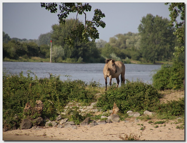 Konikpaard aan de rivier
