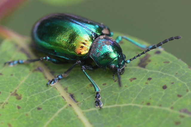Shiny beetle