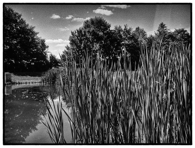 The duck pond and reeds from my photowalk (Mamiya 7)