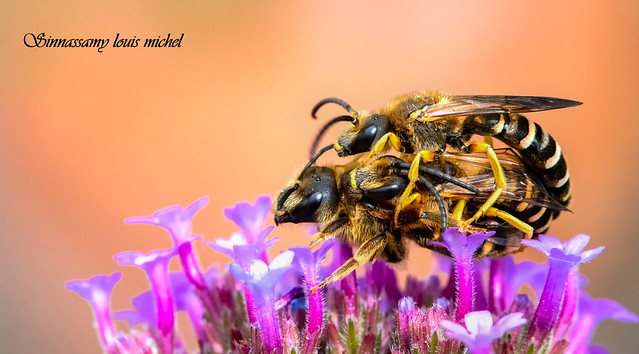 Great banded furrow-bee / Halictus scabiosae