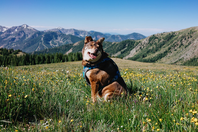 Gold Hill Hike | A happy dog