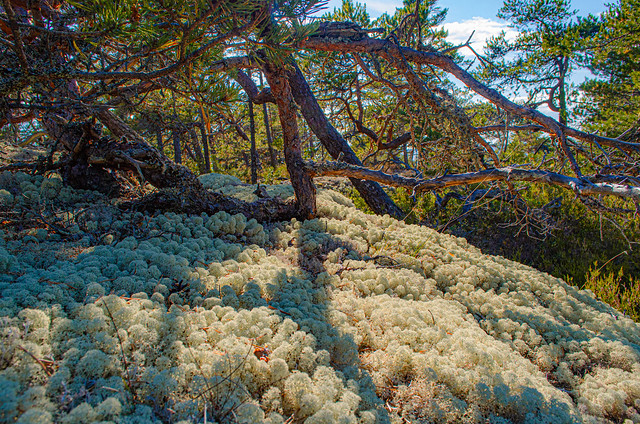 Lichens, on the forest floor