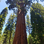 Meet "Happy," the jolliest tree in the world Better known as &amp;quot;General Sherman,&amp;quot; who at the time of the tree&#039;s naming just won the American Civil War. By volume, the largest tree on earth.
