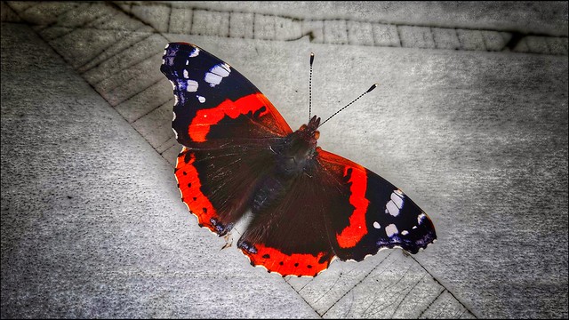 Red Admiral (on signage)