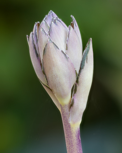 Hosta Flower - Sign of Summer