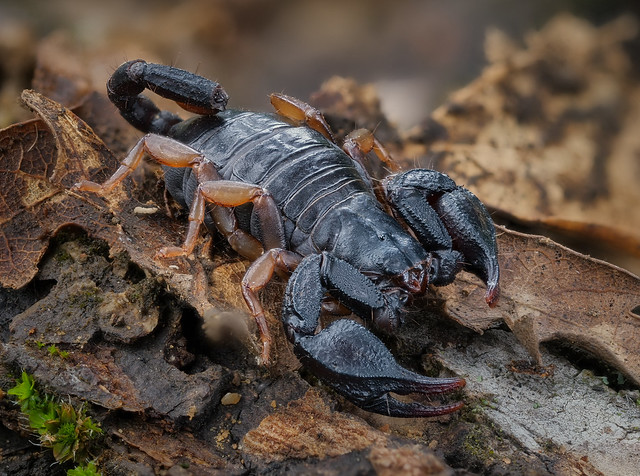 Scorpiones, Euscorpius spec. / europäischer Skorpion  /  small wood-scorpion