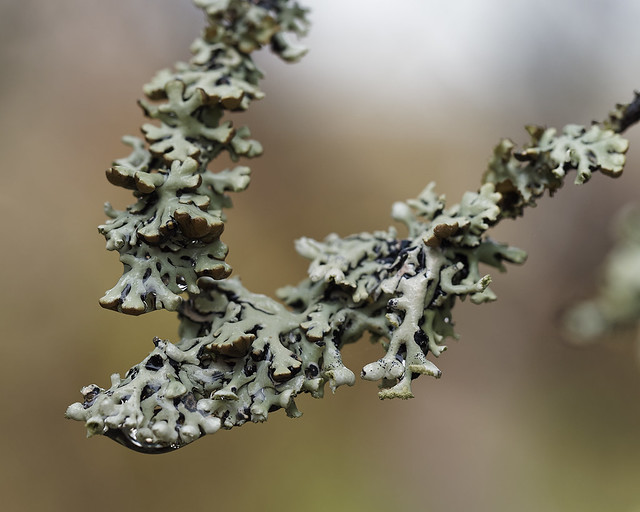 Hypogymnia physodes - lichen